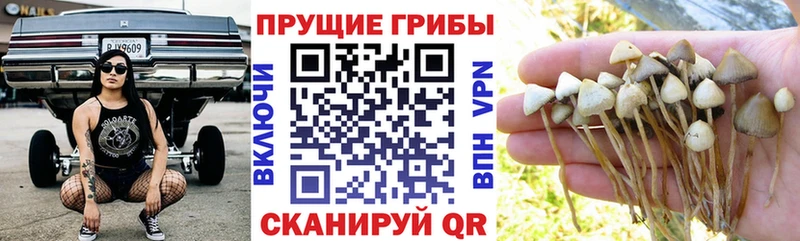 Купить закладки  Евпатория  Галлюциногенные грибы Psilocybe 